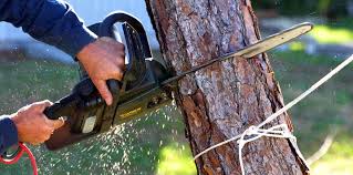 Best Tree Maintenance Programs  in Sterling, IL