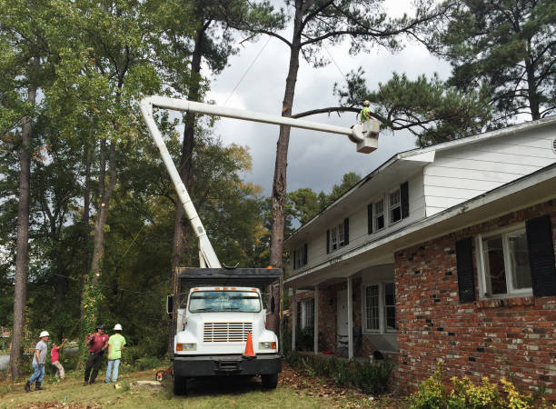 Professional Tree Care in Sterling, IL