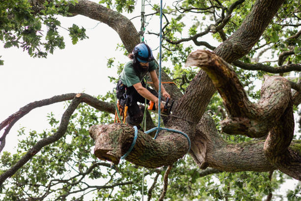 Best Tree and Shrub Care  in Sterling, IL